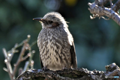 野山の鳥  21-217  ヒヨさん