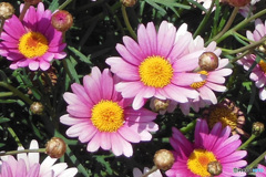 2017年に撮影 キクの花