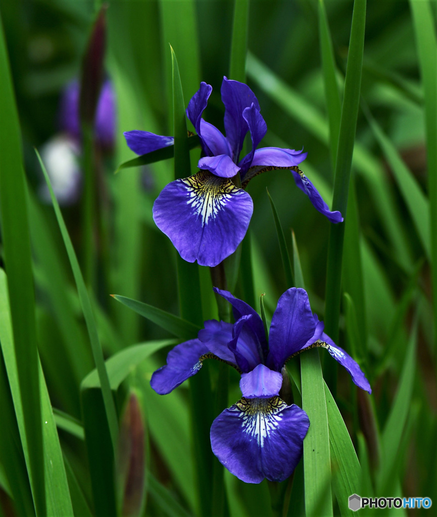 庭に咲いたアヤメの花 23-168