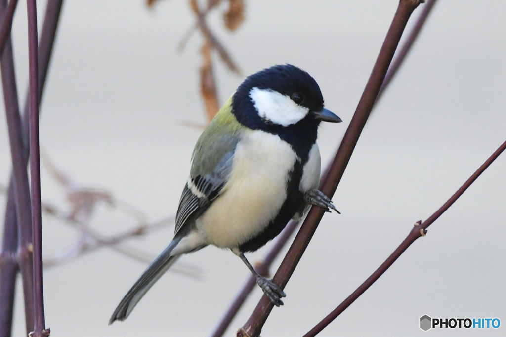 野山の鳥  四十雀さん