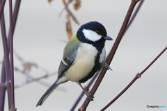 野山の鳥  四十雀さん  