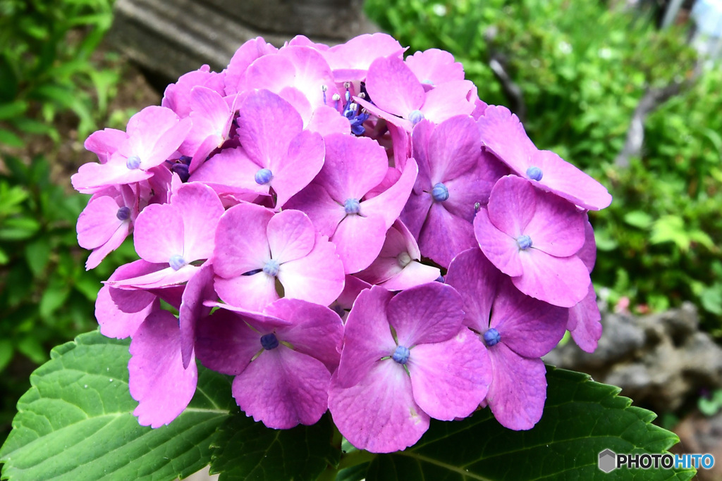 庭に咲いたあじさいの花  