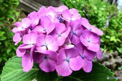 庭に咲いたあじさいの花  