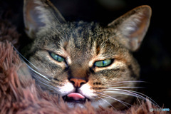   2026年2月２日はニャンニャンの日  