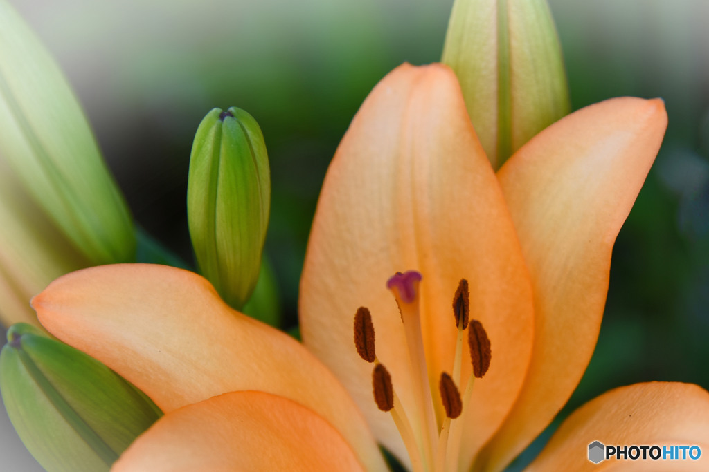 ユリの花  547