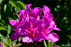 オオムラサキツツジの花も咲き乱れる 