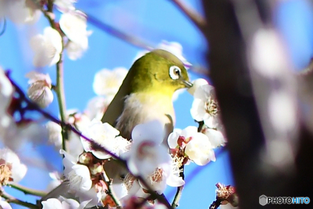 白梅の花に囲まれるメジロ  