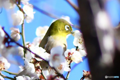 白梅の花に囲まれるメジロ  