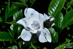今頃 八重のクチナシの花が咲きました  21-593   