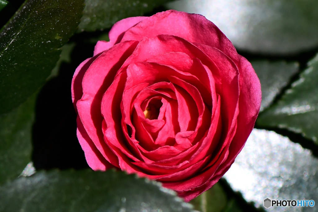 庭に咲いたサザンカの花 