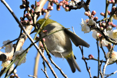 野山の鳥  21-339  メジ君 