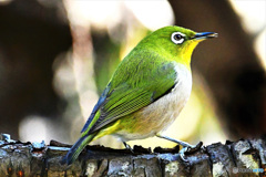 野山の鳥  21-279