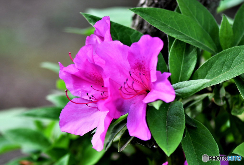 庭に咲いた春の花 23-135