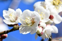庭に咲いた白梅の花