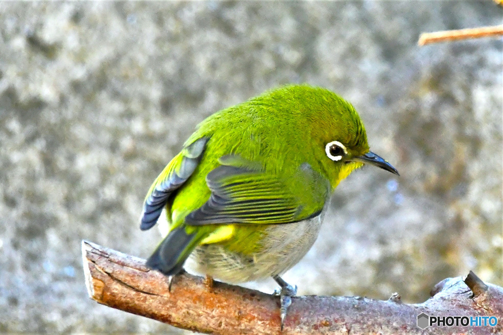 野山の鳥   メジ君