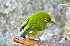 野山の鳥   メジ君  