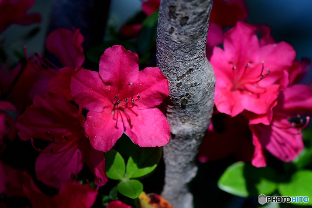 庭に咲いたつつじの花 23-127