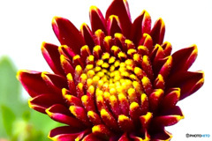 庭に咲いた小菊