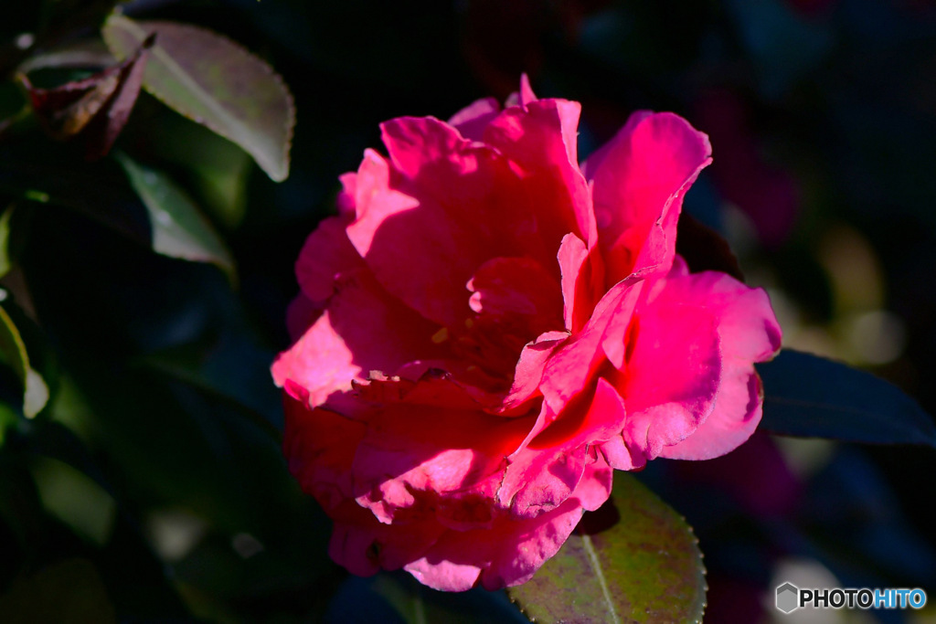 庭に咲いたサザンカの花