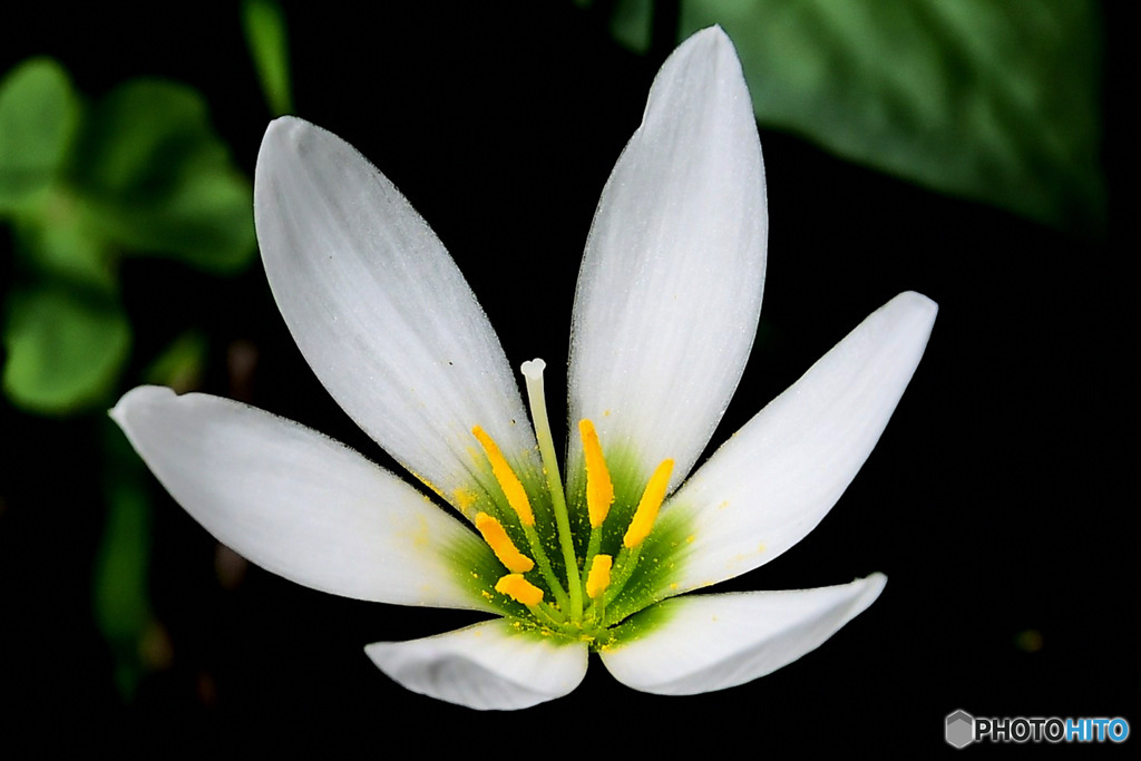 秋に咲いた花