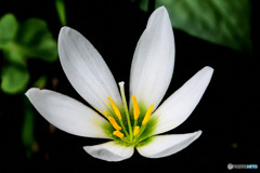 秋に咲いた花