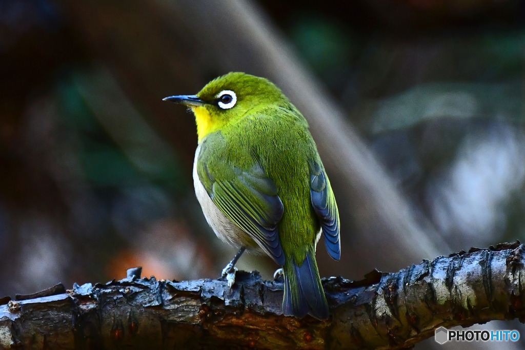 野山の鳥  234