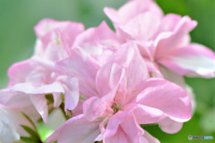 庭に咲いた淡いピンクの花 23-208