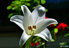 庭に咲いたユリの花  588