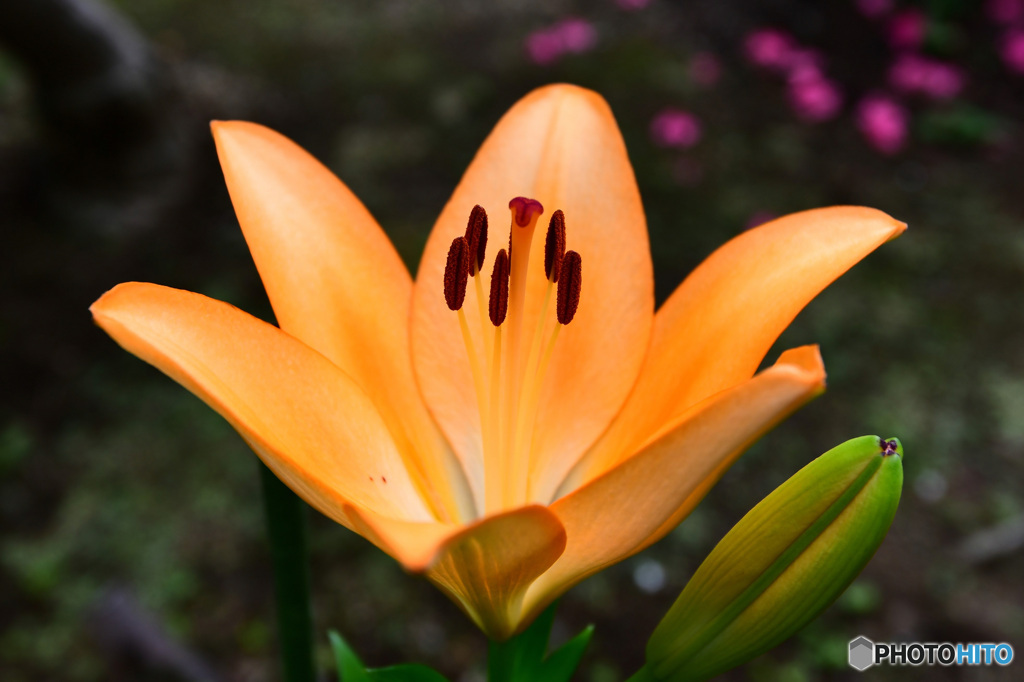 庭に咲いたユリの花  21-412