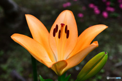 庭に咲いたユリの花  21-412