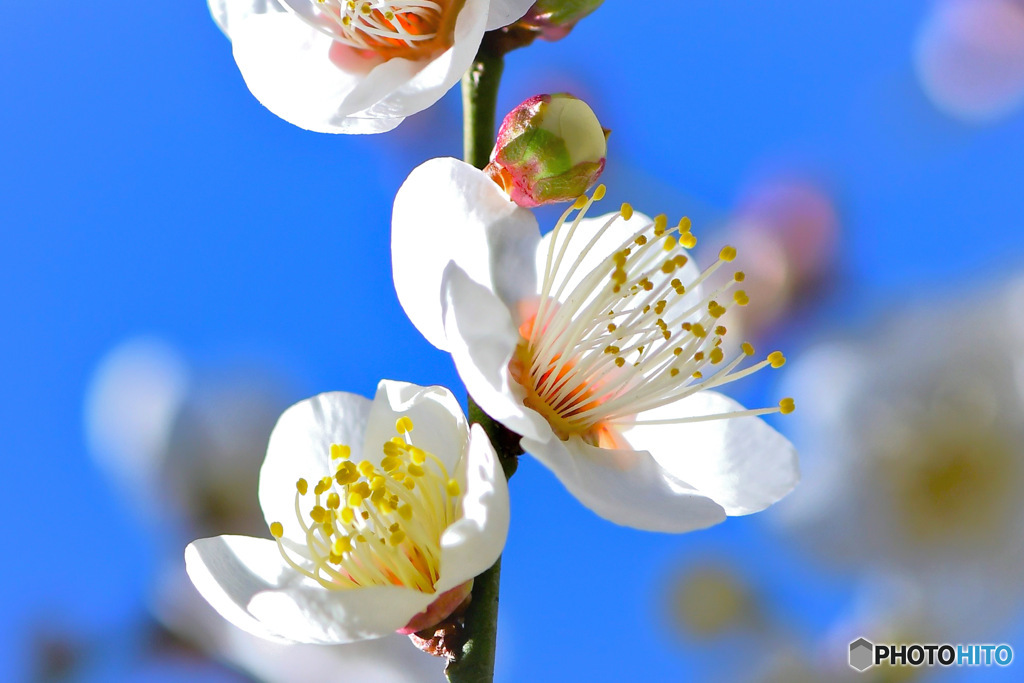 庭に咲いた白梅の花と青空   