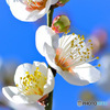 庭に咲いた白梅の花と青空   