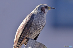 野山の鳥  ヒヨさん