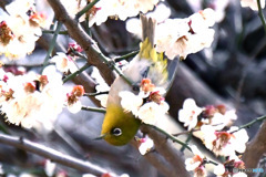  逆さまメジ君  