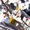  逆さまメジ君  