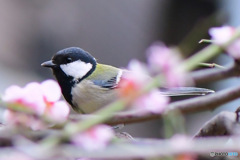 梅花の中に四十雀さん 
