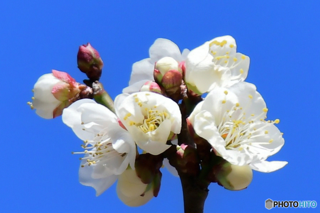 今年も沢山咲き始めた白梅の花  