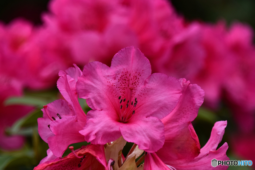 公園に咲いていたシャクナゲの花