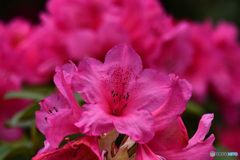 公園に咲いていたシャクナゲの花