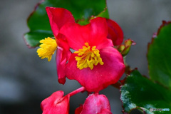 庭に咲いた花  21-617