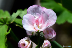 庭に咲いた花  21-591