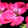 庭に咲いたゼラニュームの花  22-395