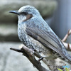 野山の鳥 22-213 ヒヨさん 