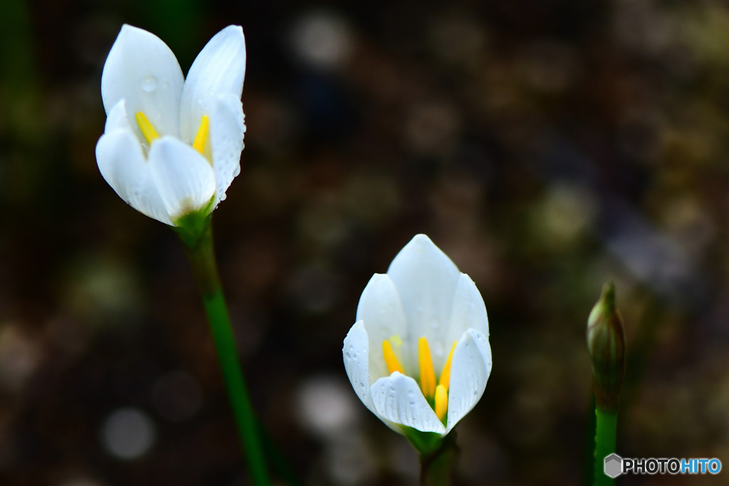 雨に濡れる花  21-533