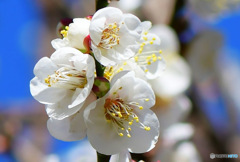 庭に咲いた白梅の花 