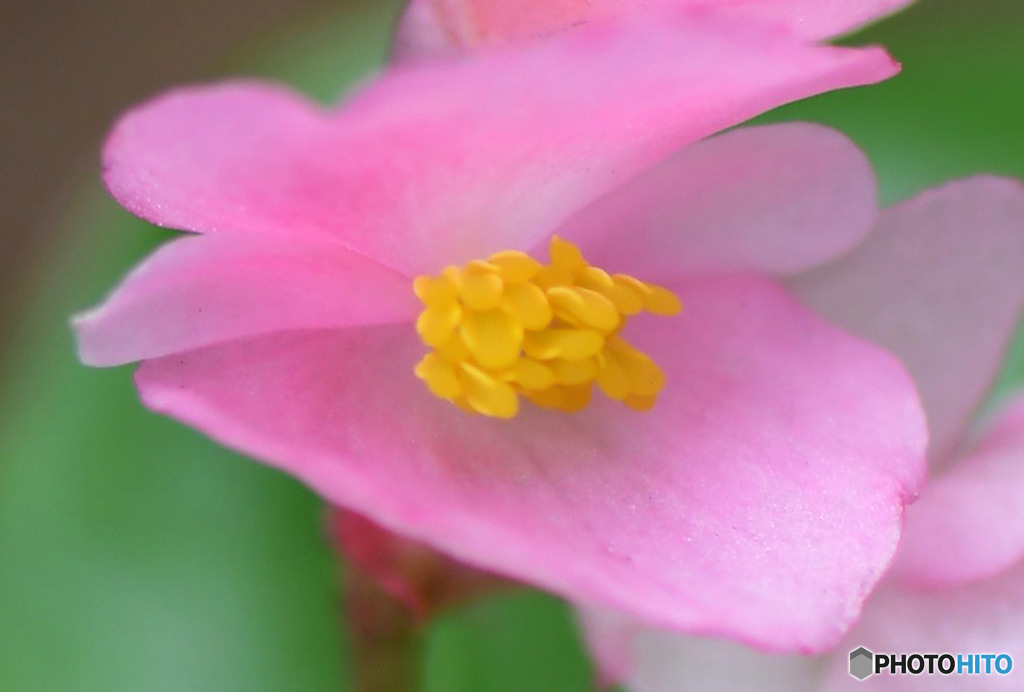 春の花が咲きました  