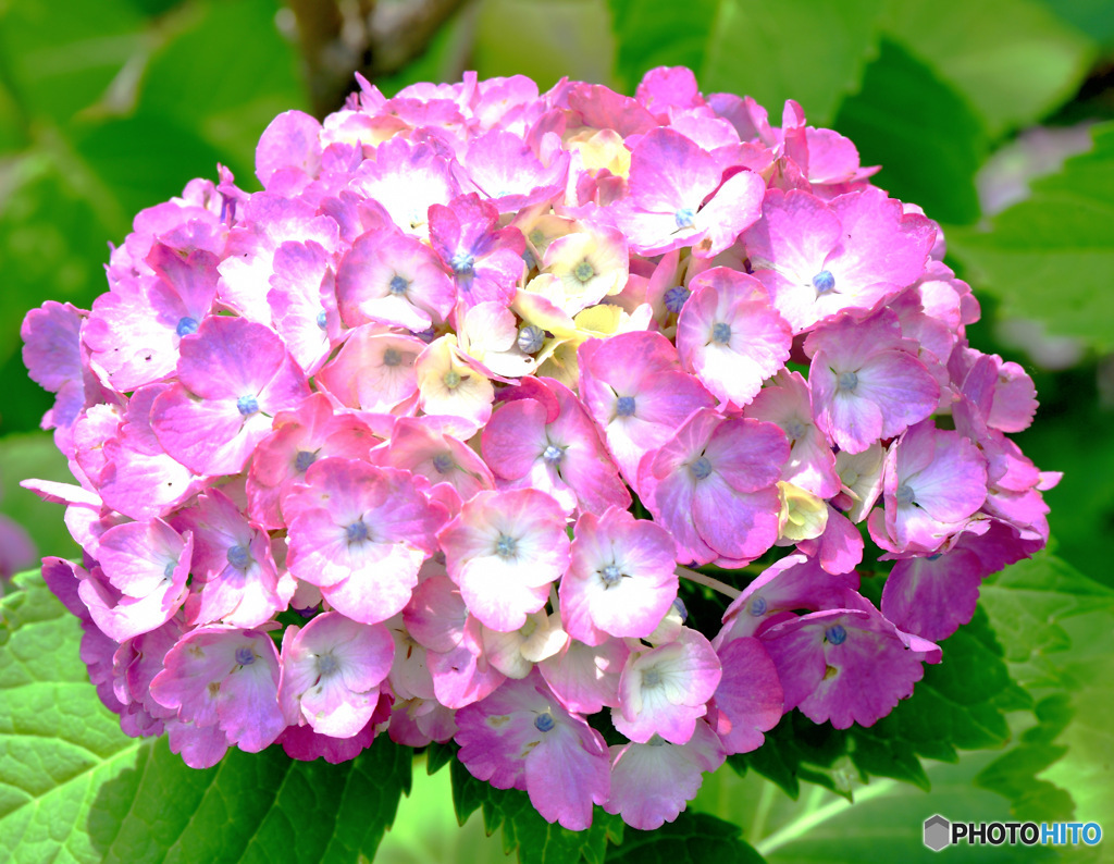  庭に咲いた紫陽花  