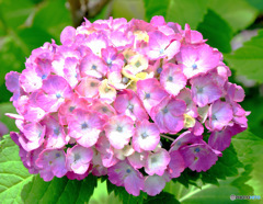  庭に咲いた紫陽花  