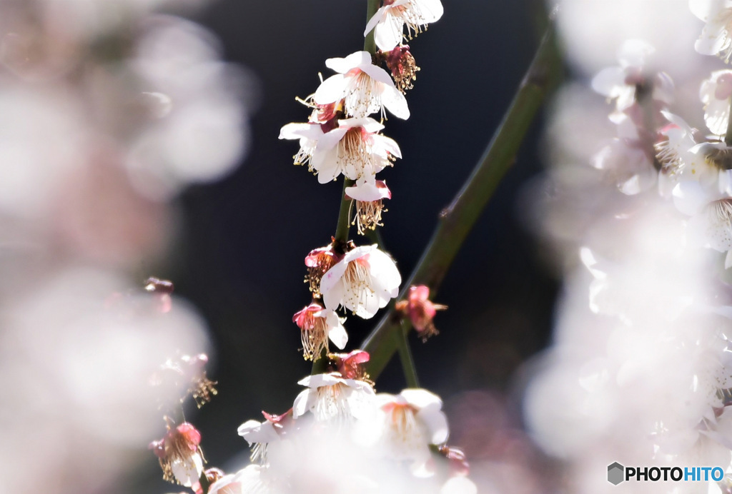 庭に咲いた白梅の花はもう散り始めています 23-072