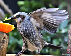 ヒヨさんバランス取りながら食する 21-081